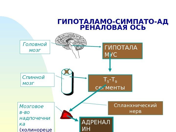 ГИПОТАЛАМО-СИМПАТО-АД РЕНАЛОВАЯ ОСЬ ГИПОТАЛА МУС Т 5 -Т 9  сегменты Спланхнический нерв. Головной