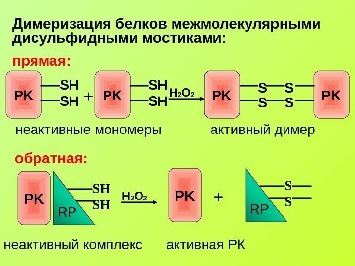   Димеризация белков межмолекулярными дисульфидными мостиками: прямая: PK SH SH+ неактивные мономеры H