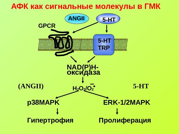   АФК как сигнальные молекулы в ГМК ANGII 5 -HT TRPGPCR NAD(P)H -