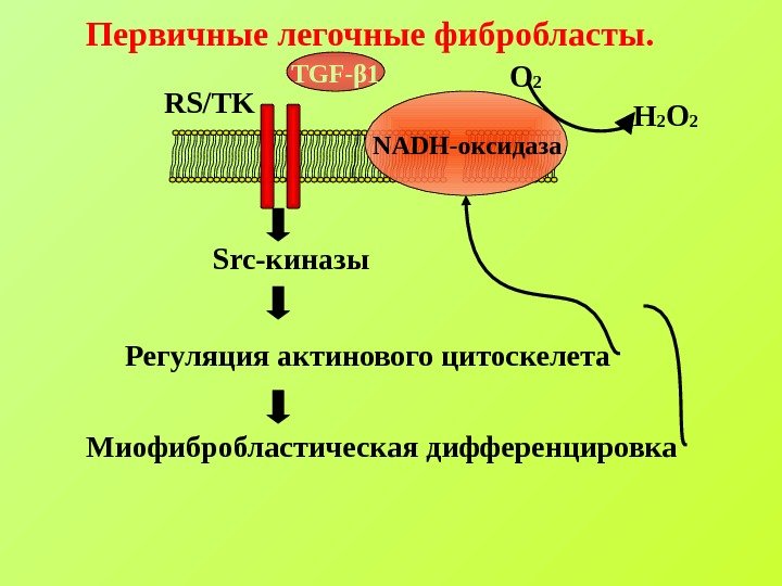   NADH-оксидаза. RS/TK  Src-киназы Миофибробластическая дифференцировка. Первичные легочные фибробласты. TGF-β 1 Регуляция