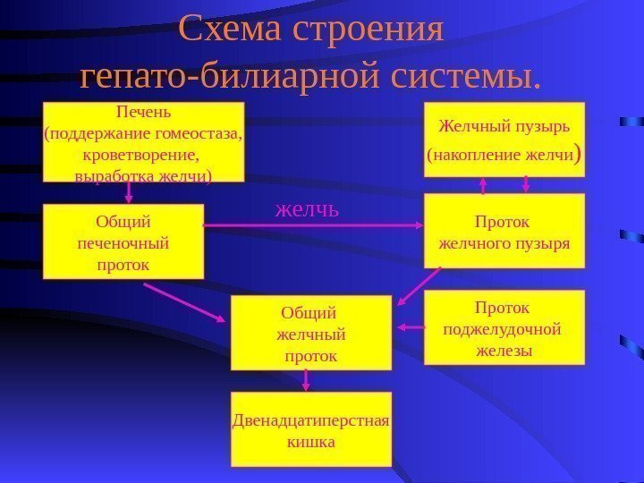   Схема строения гепато-билиарной системы. Печень (поддержание гомеостаза, кроветворение,  выработка желчи) Желчный