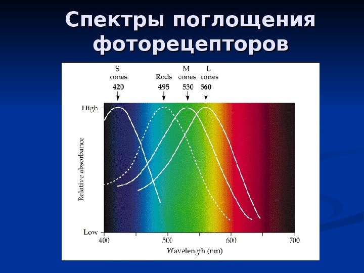 Спектры поглощения фоторецепторов 