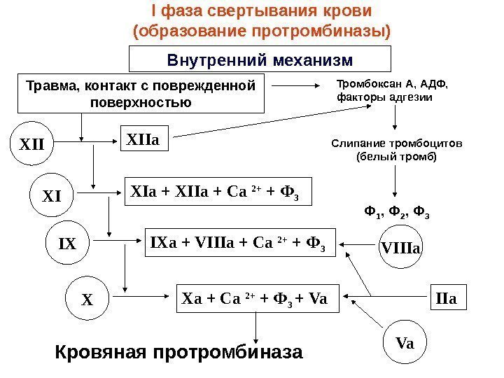   I фаза свертывания крови (образование протромбиназы) Внутренний механизм Травма, контакт с поврежденной