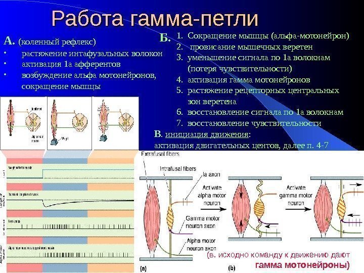 Работа гамма-петли А.  (коленный рефлекс) • растяжение интафузальных волокон • активация 1 а