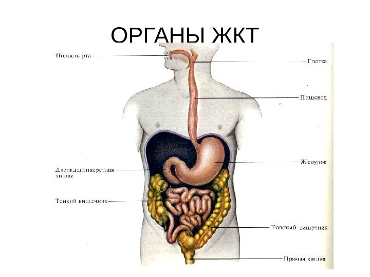   ОРГАНЫ ЖКТ 