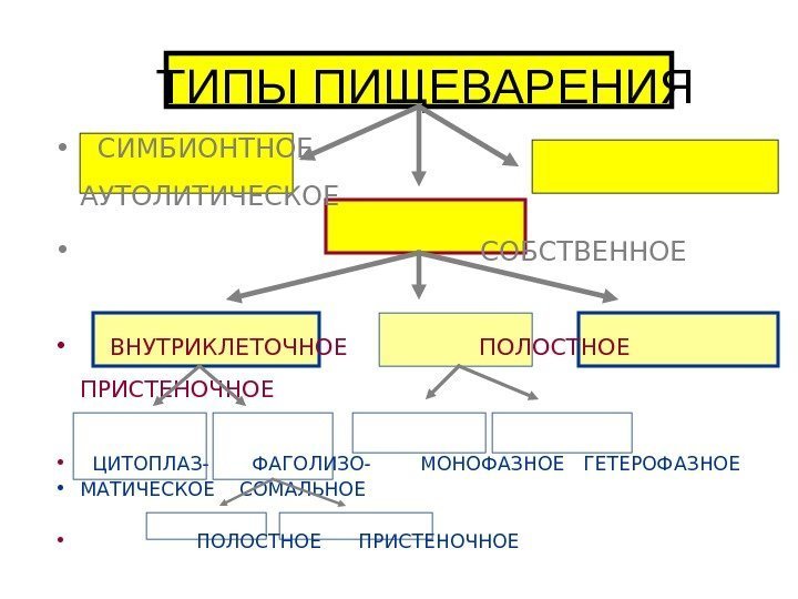   ТИПЫ ПИЩЕВАРЕНИЯ • СИМБИОНТНОЕ     АУТОЛИТИЧЕСКОЕ •  