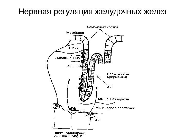   Нервная регуляция желудочных желез 