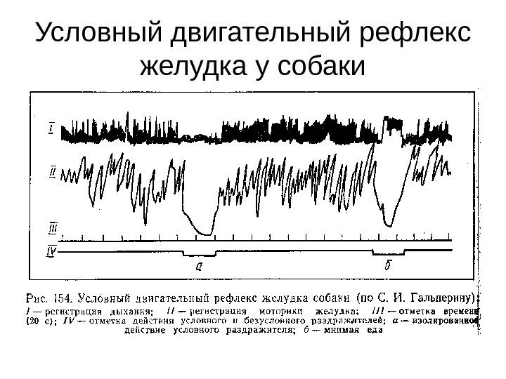   Условный двигательный рефлекс желудка у собаки 