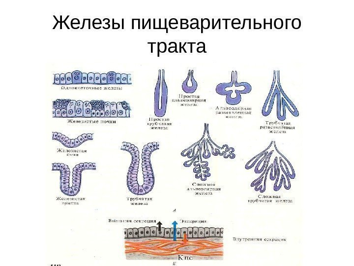   Железы пищеварительного тракта 