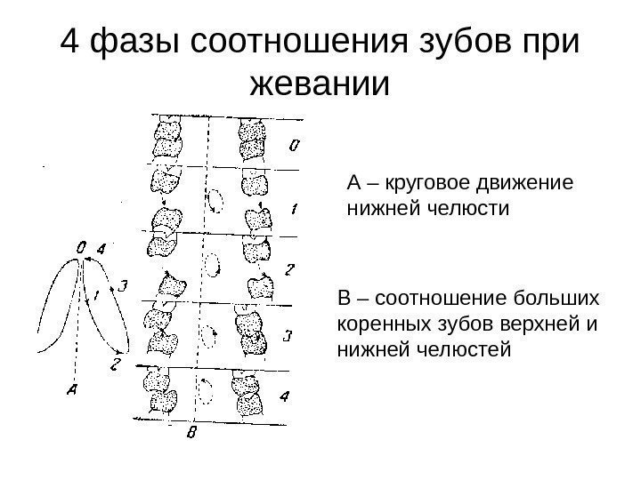   4 фазы соотношения зубов при жевании А – круговое движение нижней челюсти