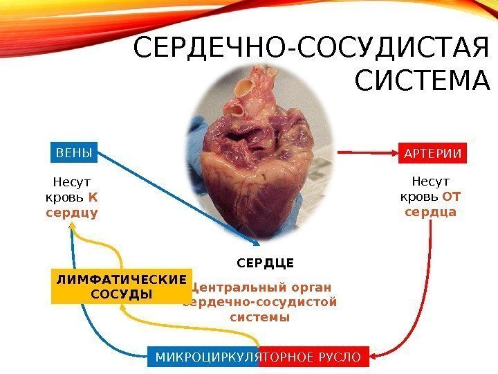 Физиология сердечно сосудистой системы презентация