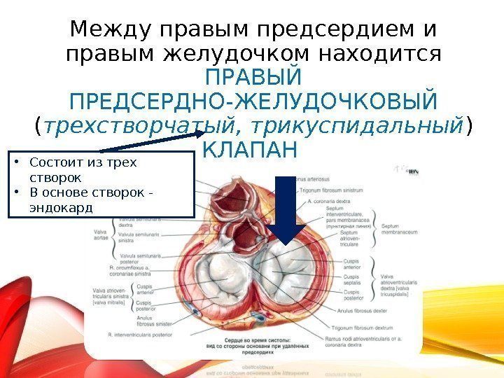 Между правыми предсердием и желудочком находится клапан. Название створок трикуспидального клапана. Клапан между левым предсердием и желудочком. Между левым предсердием и левым желудочком расположен.