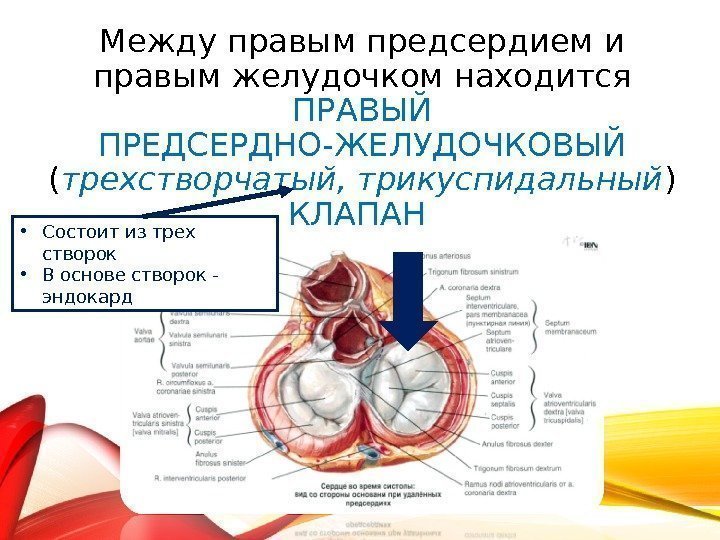 Клапаны расположенные между предсердиями и желудочками