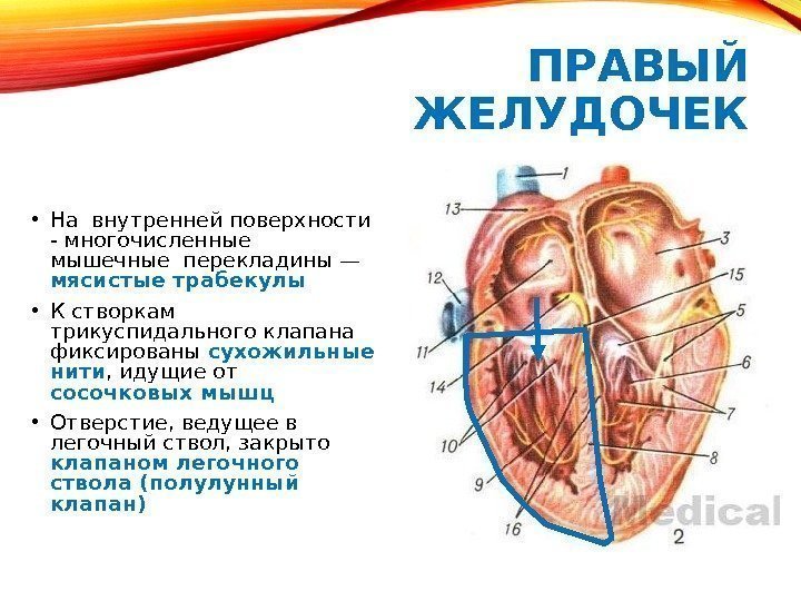 Дополнительная трабекула сердца