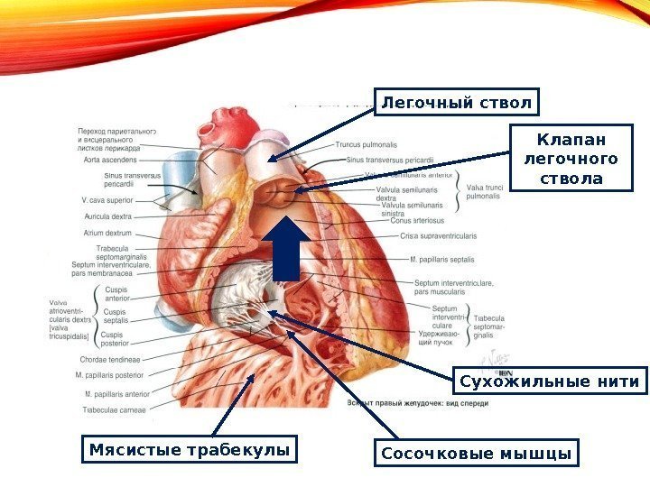 Легочный ствол картинка