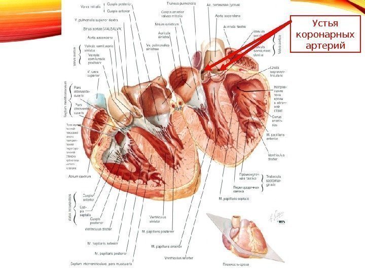 Артерия латынь. Устья венечных артерий латынь. Устья коронарных артерий. Устья венечных артерий анатомия.