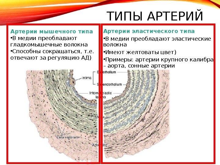 К артериям мышечного типа относится