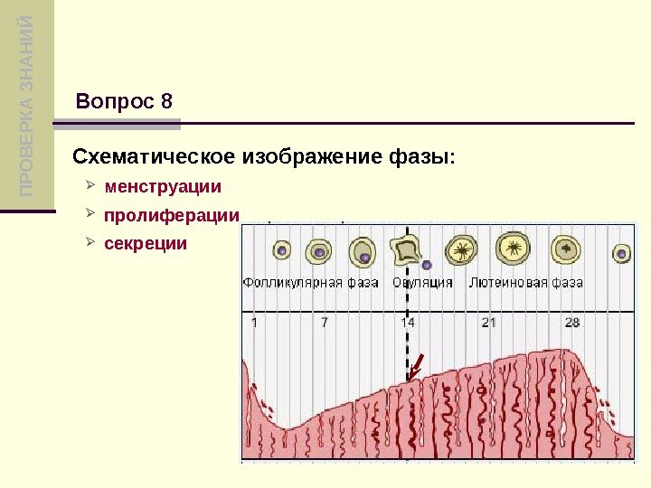 Эндометрия средней стадии фазы пролиферации. Секреторная фаза менструального цикла. Фаза пролиферации и секреции. Фаза пролиферации менструационного цикла. Пролиферативная и секреторная фазы менструационного цикла.