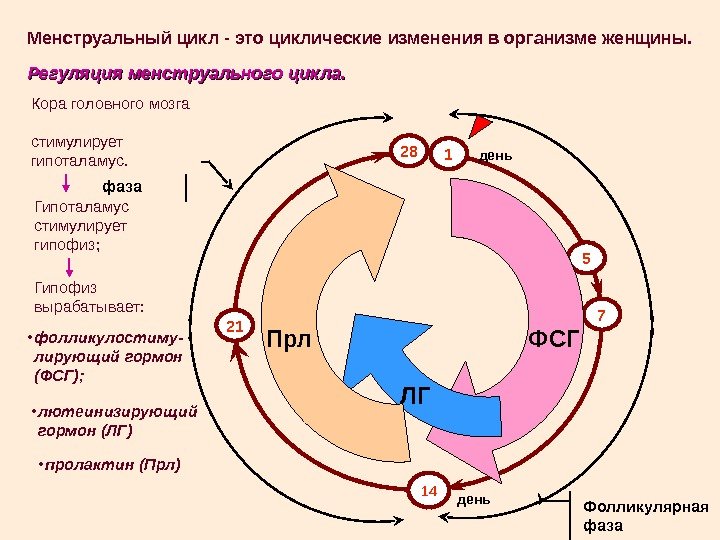 28 1 5 7 21 14 Менструальный цикл - это циклические изменения в организме