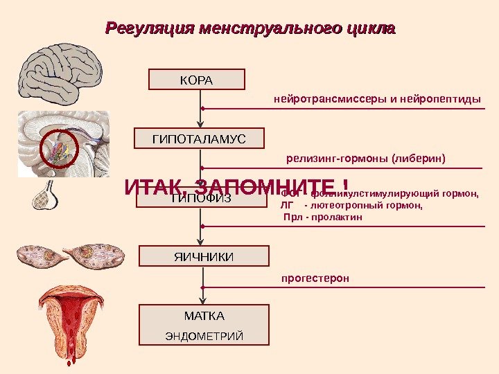 Регуляция менструального цикла КОРА ГИПОТАЛАМУС ГИПОФИЗ ЯИЧНИКИ МАТКА ЭНДОМЕТРИЙ нейротрансмиссеры и нейропептиды релизинг-гормоны (либерин)