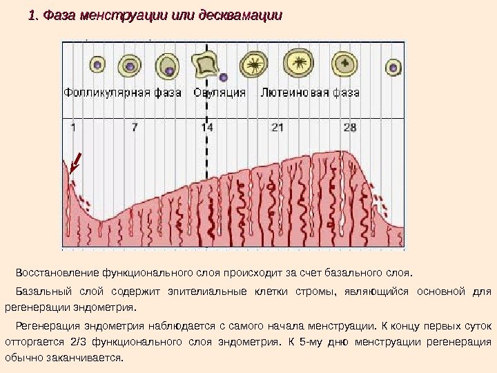 1. Фаза менструации или десквамации Восстановление функционального слоя происходит за счет базального слоя. Базальный