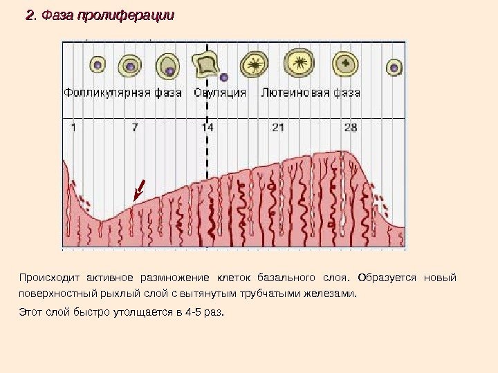 Эндометрия средней стадии фазы пролиферации. Пролиферация фаза менструационного цикла гистология. Стадии пролиферации. Стадии фазы пролиферации. Фаза пролиферации и секреции.