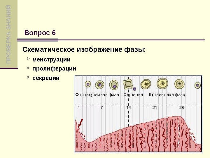 Второй цикл менструационного цикла