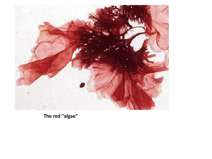 The red algae 