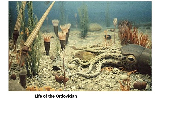Life of the Ordovician 