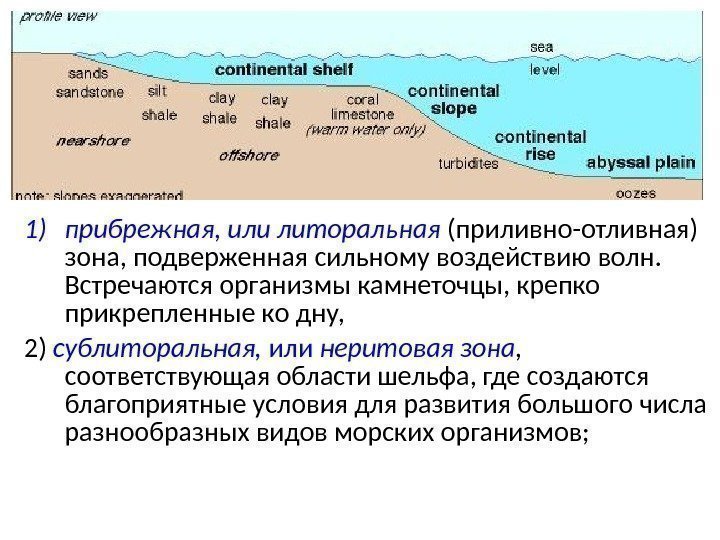 1) прибрежная, или литоральная  (приливно-отливная) зона, подверженная сильному воздействию волн.  Встречаются организмы