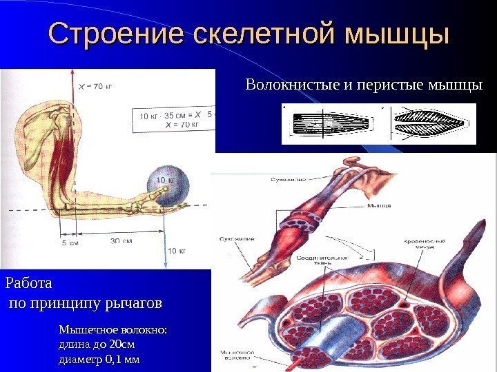 Строение скелетной мышцы Мышечное волокно: длина до 20 см диам етр 0, 1 мм