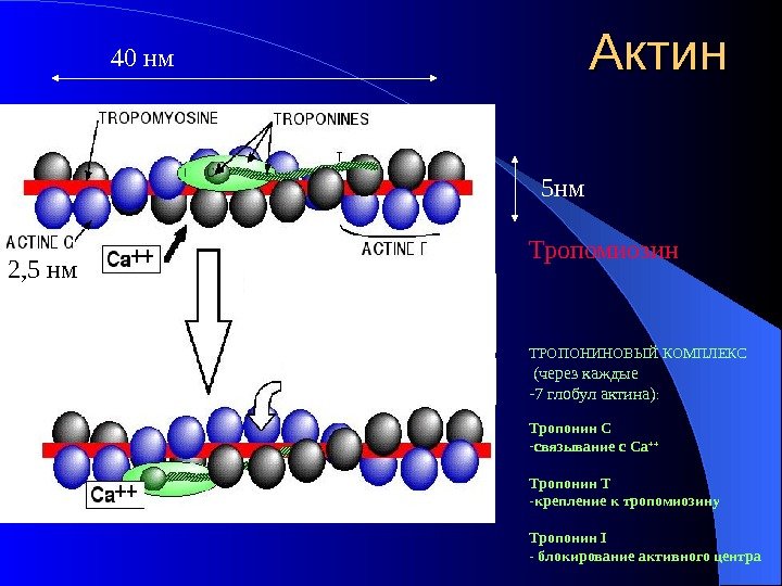 Актин ТРОПОНИНОВЫЙ КОМПЛЕКС  (через каждые - 7 глобул актина) : Тропонин С -