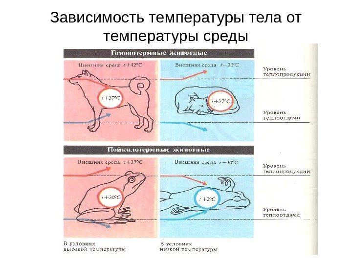   Зависимость температуры тела от температуры среды 