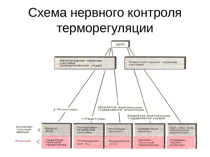   Схема нервного контроля терморегуляции 