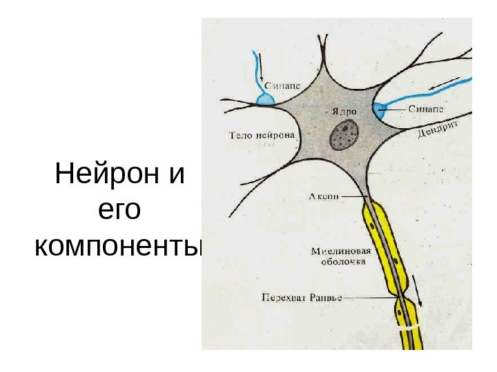   Нейрон и его компоненты 