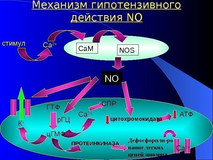   Механизм гипотензивного действия NO стимул Са 2+ NOSCa. M NO р. ГЦ