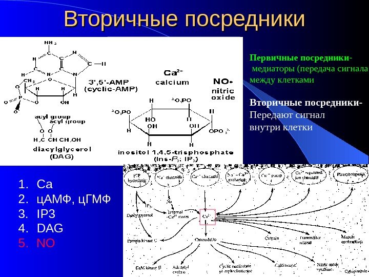 Вторичные посредники Первичные посредники -  медиаторы (передача сигнала между клетками Вторичные посредники- 