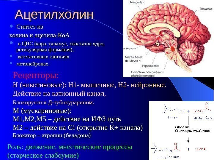 Ацетилхолин Синтез из холина и ацетила-Ко. А  в ЦНС (кора, таламус, хвостатое ядро,