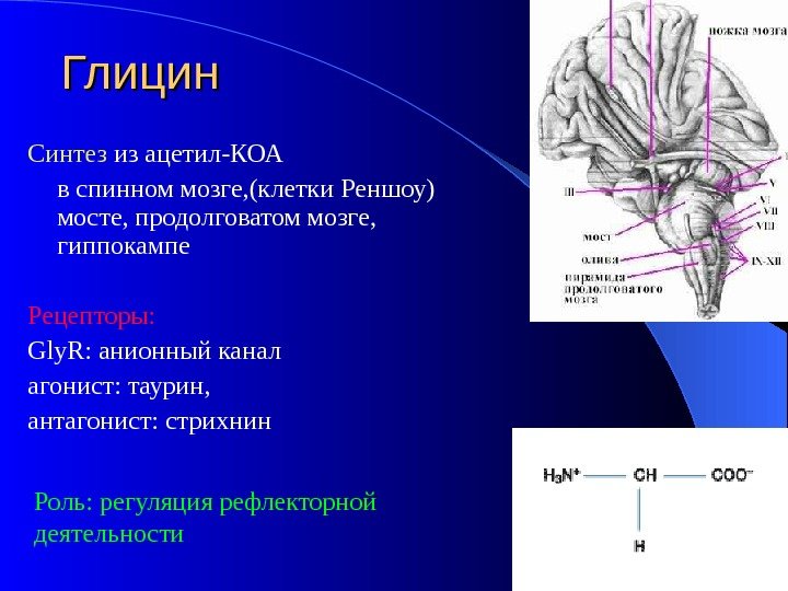 Глицин Синтез из ацетил-КОА в спинном мозге, (клетки Реншоу) мосте, продолговатом мозге,  гиппокампе
