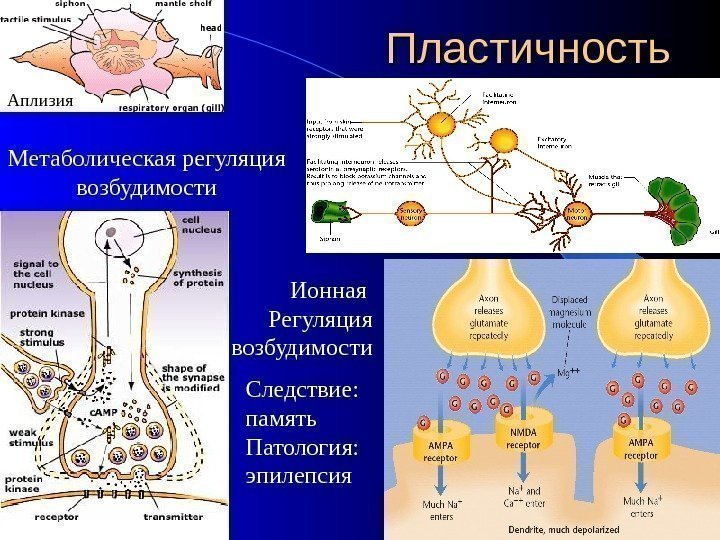 Пластичность Метаболическая регуляция возбудимости Ионная Регуляция возбудимости. Аплизия Следствие: память Патология: эпилепсия 