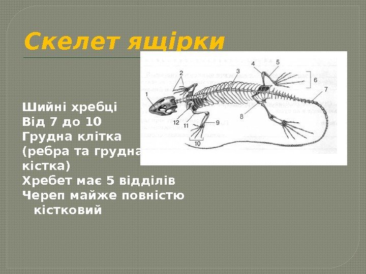 Скелет ящірки Шийні хребці Від 7 до 10 Грудна клітка (ребра та грудна кістка)