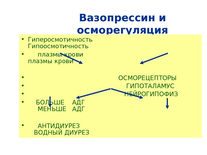 Вазопрессин диурез. Вазопрессин презентация. Осморегуляция почек. Вазопрессин в почках:. Вазопрессин водно солевой обмен.