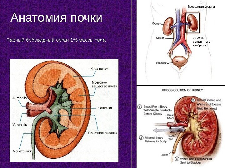 2 Анатомия почки Парный бобовидный орган 1 массы тела 20 -25 сердечного выброса. Брюшная