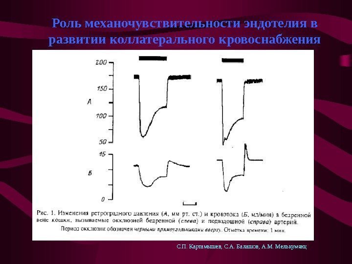   Роль механочувствительности эндотелия в развитии коллатерального кровоснабжения С. П. Картамышев, С. А.