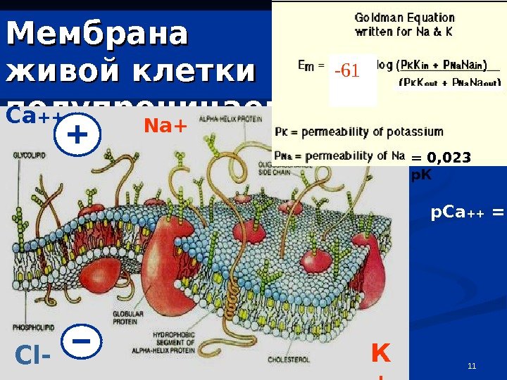 11 Мембрана живой клетки полупроницаема -61 К +Na+ = 0, 023 р. КСа ++