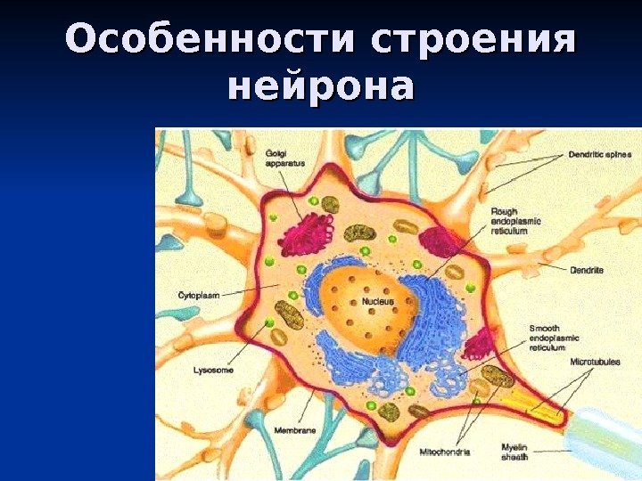 4 Особенности строения нейрона 