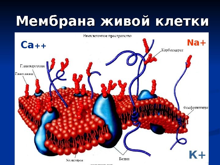 9 Мембрана живой клетки К+Na+ Са ++ 