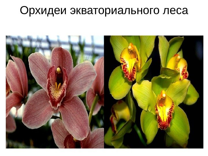 Орхидеи экваториального леса 