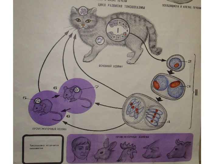 Промежуточный хозяин токсоплазмы. Цикл развития токсоплазмы схема. Цикл развития Toxoplasma gondii. Схема жизненного цикла развития токсоплазмы. Токсоплазма промежуточные хозяева.