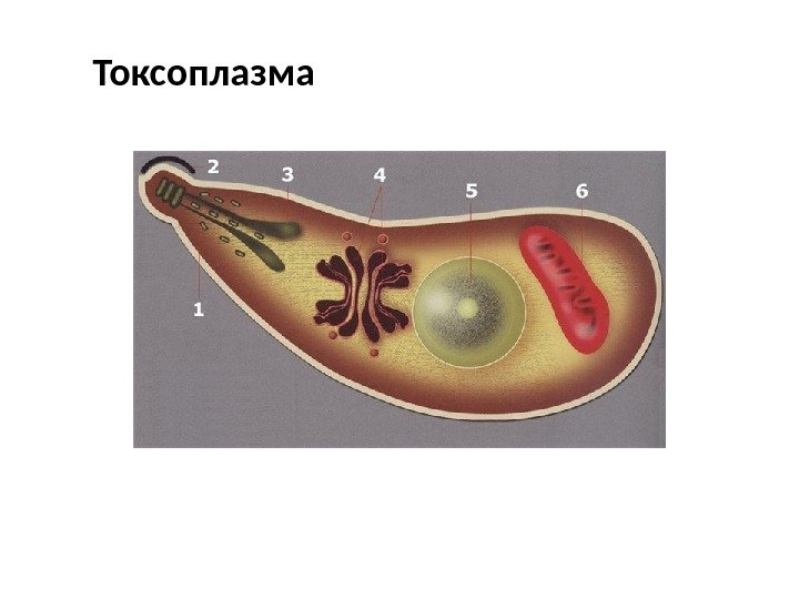 Токсоплазма. Токсоплазма гондии строение. Токсоплазма Споровики. Токсоплазма гондии класс. Споровики токсиплазмодий.